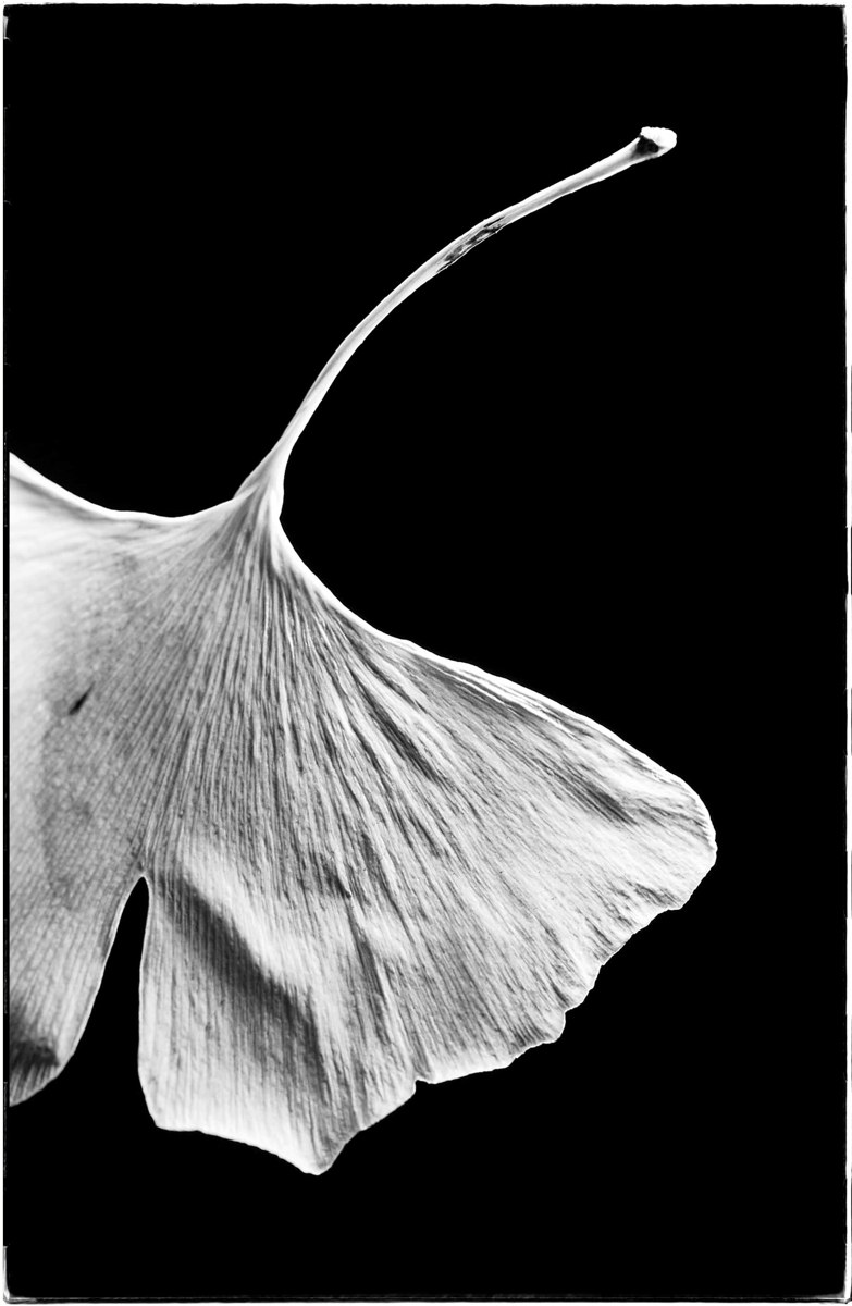 Ginko - photograph - &copy;Lydia Charak-min.jpg