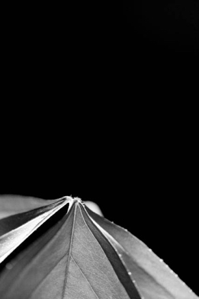 Pointed - photograph - &copy;Lydia Charak-min.jpg