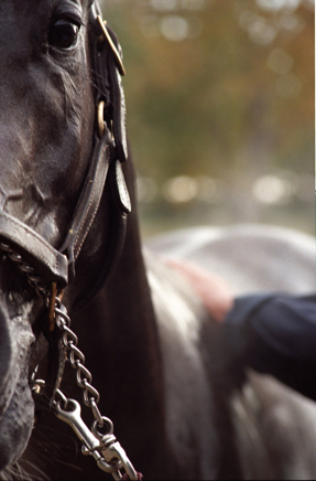 Horse Bath - photograph - &copy;Lydia Charak-min.jpg