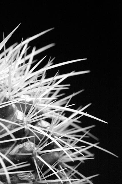 Sharp - photograph - &copy;Lydia Charak-min.jpg